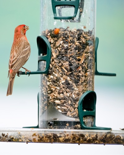 Bird Feeding Benefits